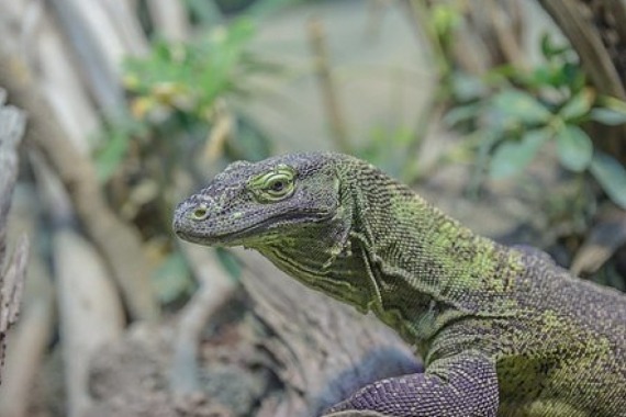 Iguana