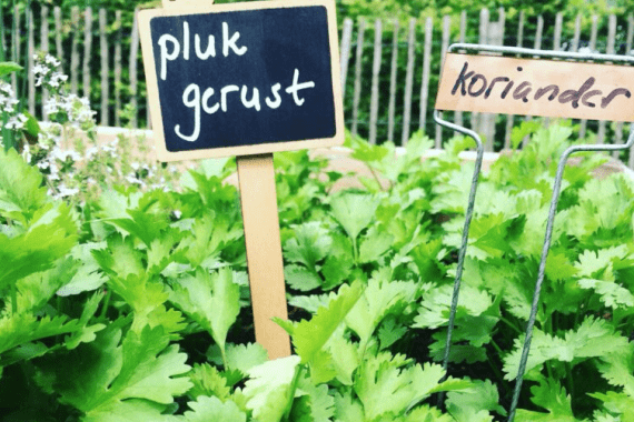 Pluktuin