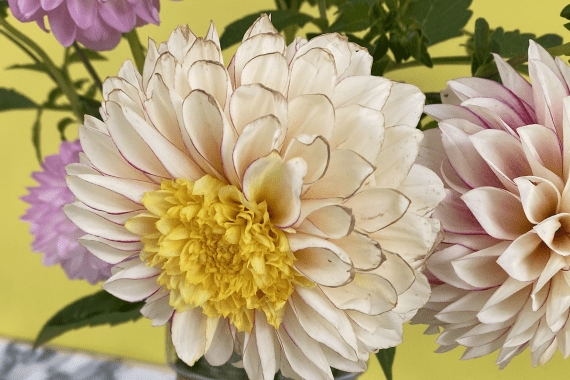 Bloem