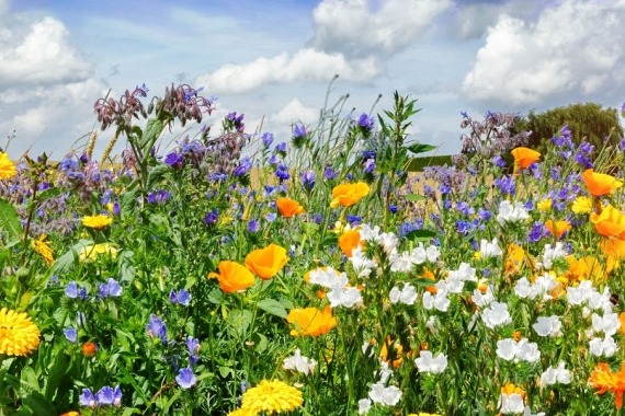 Bloemen 