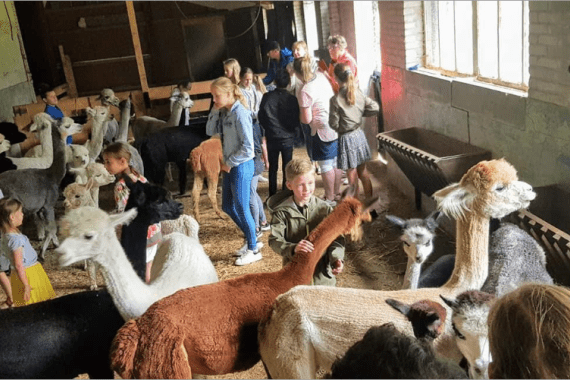 Alpaca