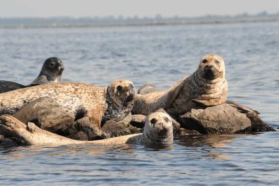 Zeehondentour