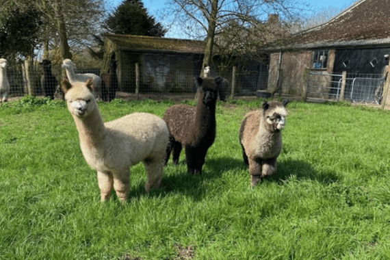 Alpaca