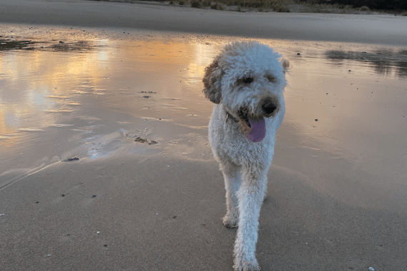 Hond