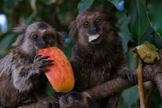 berkenhof tropical zoo