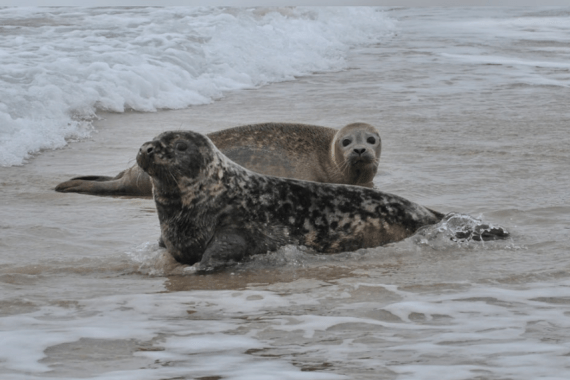 a seal