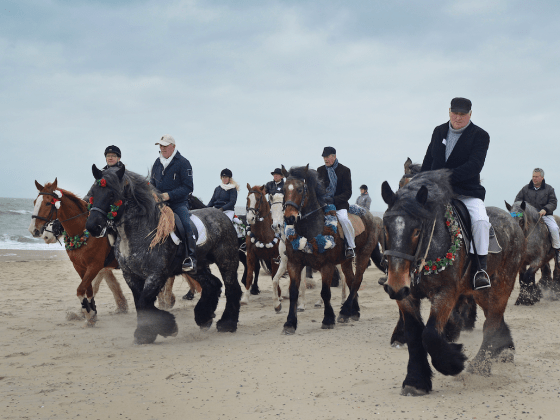 Paarden 