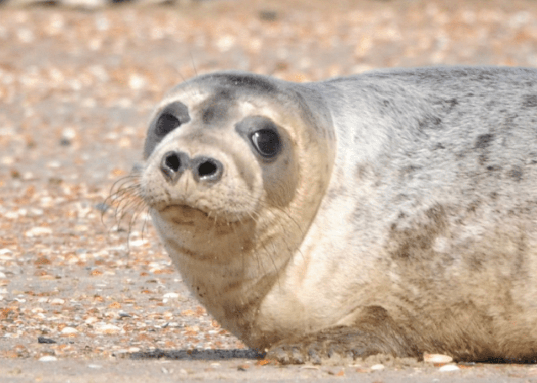 a seal