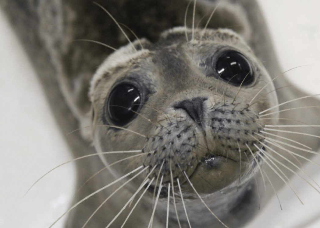 a seal