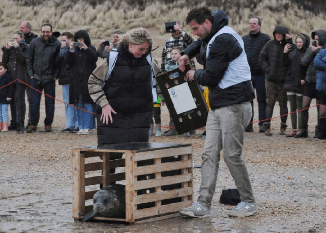 a seal