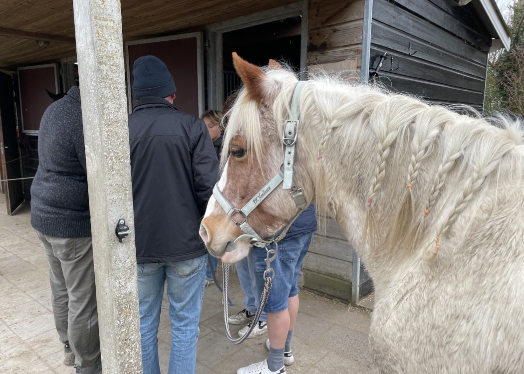 Escaperoom met paarden